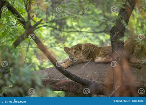 An Asiatic Lion Cub Resting Stock Photo - Image of india, mara: 253667886