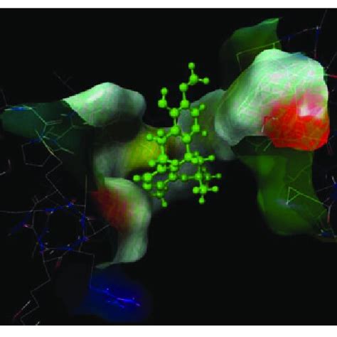 Active Ligand Binding Pocket In The Protein Of Candida Albicans