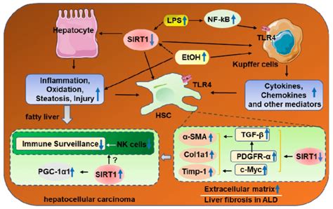 The Roles Of Sirt1 In The Progression Of Alcoholic Liver Fibrosis And Download Scientific