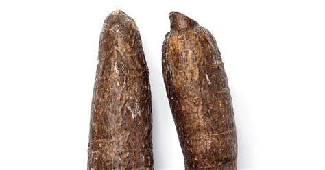 Cassava The Versatile Root Vegetable That Is More Dangerous Than It Appears