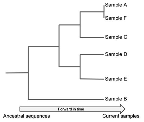 Genomic Epi Basics Practice Reading Phylogenetic Trees Cz Gen Epi Help Center