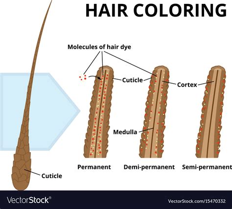 Cuticle of hair close-up Royalty Free Vector Image