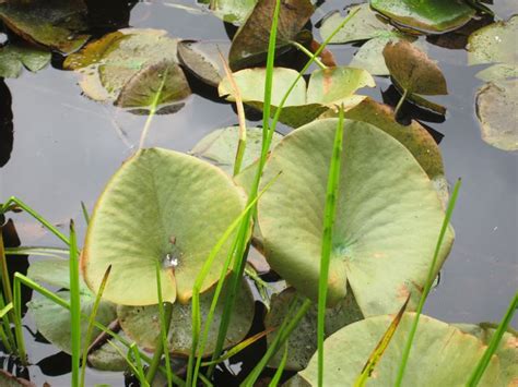 Frog pond | Plant leaves, Plants, Pond