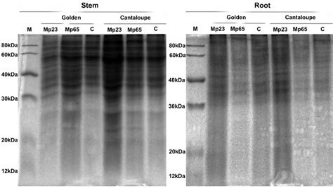 Protein Profile Submitted To Denaturing Polyacrylamide Gel Download Scientific Diagram