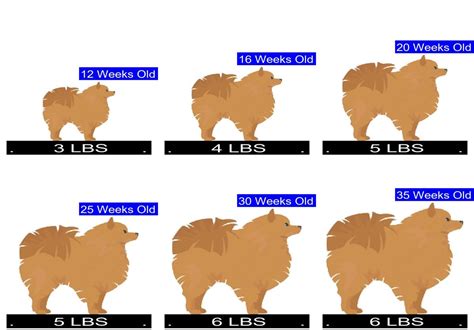 Pomchi Growth Chart. Pomchi Weight Calculator.