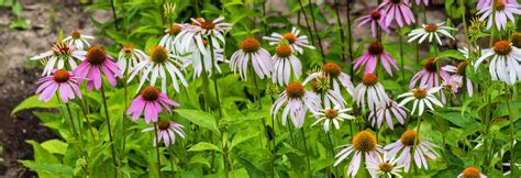 Cinq plantes médicinales faciles à cultiver Vitalité Québec