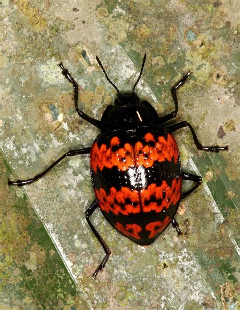 Top 10 amazing and unusual beetles – Artofit