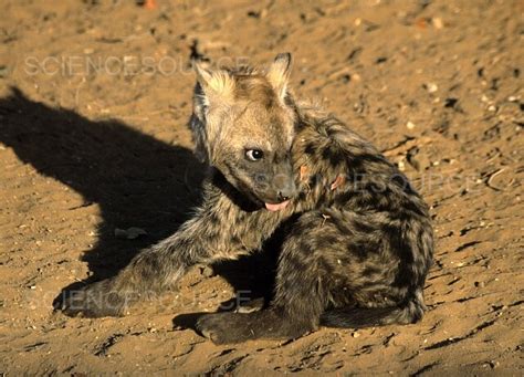 Photograph | Spotted Hyena Pup | Science Source Images