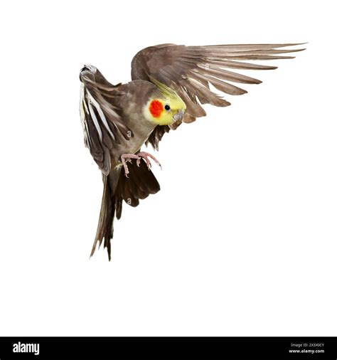 Cockatiel Nymphicus Hollandicus Adult In Flight Studio Picture