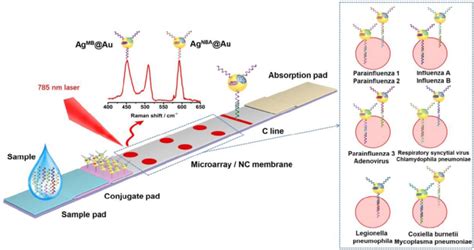 Schematic Illustration Of Sers Lfm For The Detection Of The Nucleic