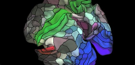 Cientistas Revelam Mapa Detalhado Do C Rebro Cem Regi Es Foram