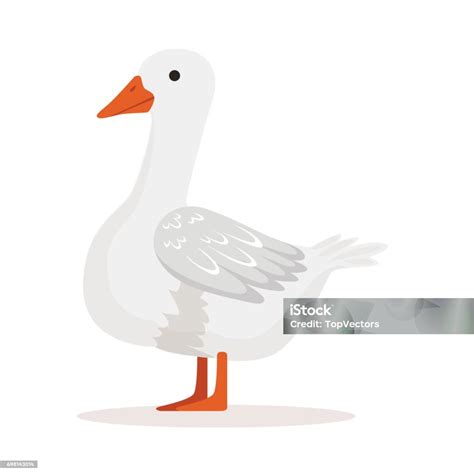 White Domestic Goose Poultry Breeding Vector Illustration Stock