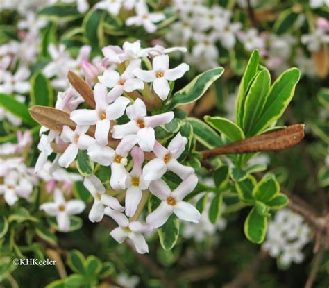 A Wandering Botanist: Plant Story--Daphne, Attractive and Fragrant