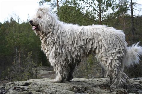 Komondor Dog Breed Profile And Information