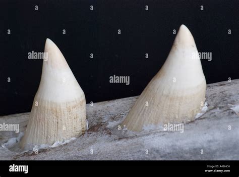 Sperm whale teeth still embedded in jawbone Stock Photo - Alamy