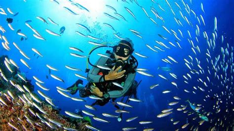 Best Places For Scuba Diving In Goa Honeymoon Bug