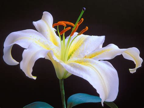 White Lily Flower wallpaper | 1024x768 | #51924