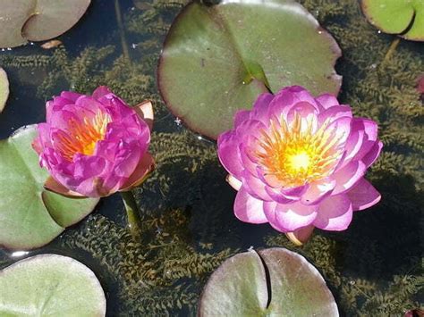 Nenúfar Nymphaea Queen Sirikit Plantas Acuáticas