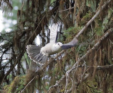 Fall Birding in Glacier National Park | FatherSonBirding