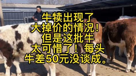 育肥牛牛犊出现了大掉价这批牛实在是太可惜了每头牛差50元没谈成 三农视频 搜狐视频