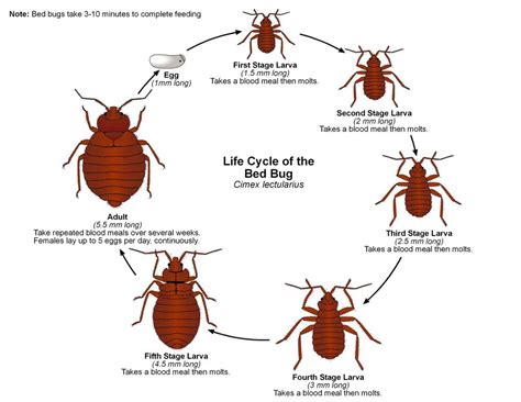 Baby Cockroach Vs Bed Bug