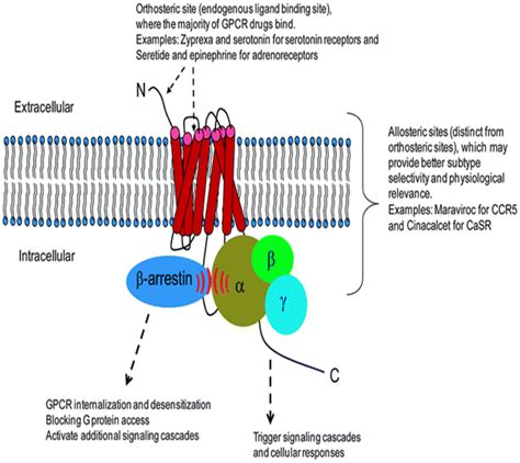 Role Of Gpcrs Towards Cell An Explanation Of G Protein Coupled