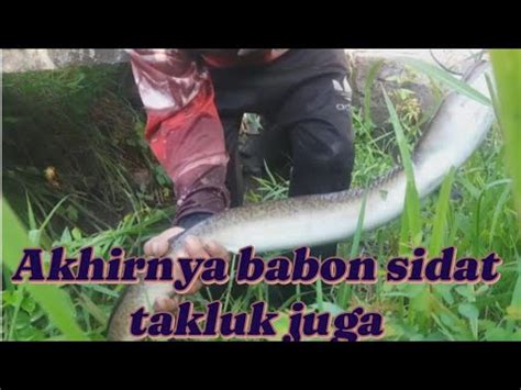 MANCING SIDAT AKHIRNYA SIDAT YANG SELALU MEMATAHKAN KAIL DAPAT JUGA