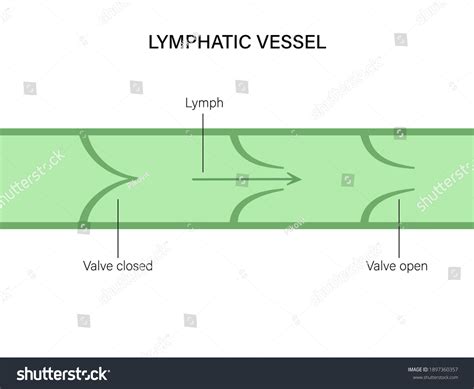 Lymph Ducts Function Images: Browse 218 Stock Photos & Vectors Free ...