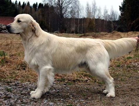 Karvin Goldens Fi Ch Karvin Royal Emerald