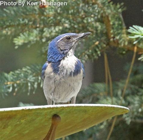 California Scrub Jay East Cascades Audubon Society