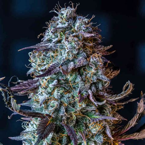 Mephisto Genetics Autos Cannabis Seeds For Sale North Atlantic Seed Co