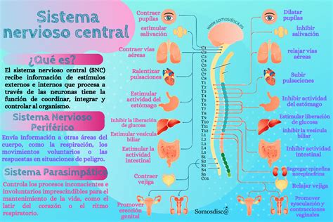 Sistema Nerviosoppt Sistema Nervioso Sistema Nervioso Central Images