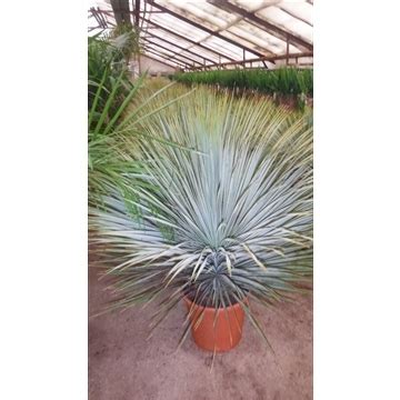 Palmlelie Yucca Rostrata Pot Cm H Cm Tuincentrum Bull