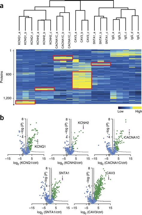 Quantitative Interaction Proteomics Of Five Mendelian Lqts Proteins