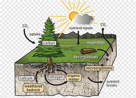 Siklus Nutrisi Tanah Siklus Karbon Ekosistem Lingkungan Alami Rumput