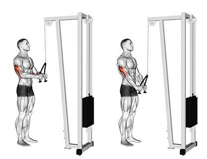 Exercise Database (Triceps15) - Cable Triceps Rope Pushdowns — Jase ...