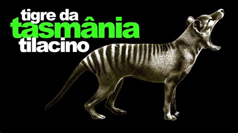 Tigre Da Tasm Nia De Volta A Vida Tasmanian Tiger Back To Life