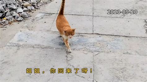 话唠橘猫黄黄来接铲屎官啦！小橘橘的霸道总裁风范！ Youtube