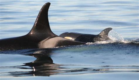 Oldest Orca Mom On Record Gives Birth To A Brand New Baby - The Dodo