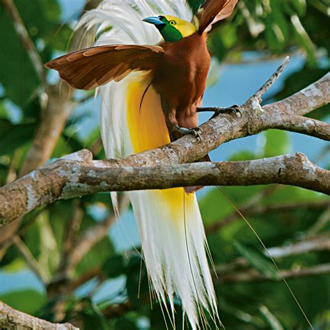 Female Lesser Bird Of Paradise