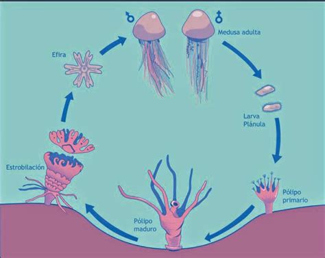 Medusas