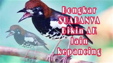 Aniskembang Gacor Pancingan Jitu Atasi Anis Kembang Malas Bunyi