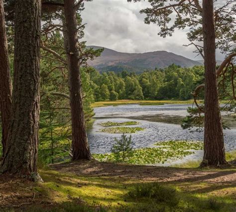 Red Deer in the Scottish Highlands: Where to Spot Them