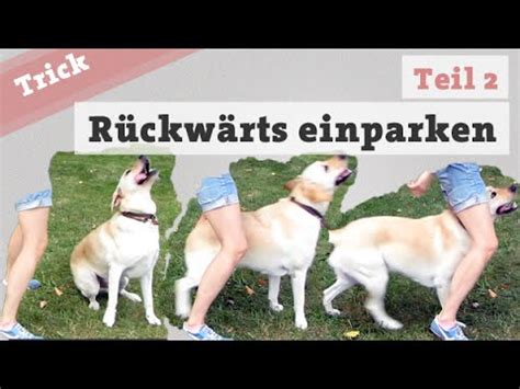 Rückwärts einparken Teil 2 Hund Tricks beibringen Hundetrick