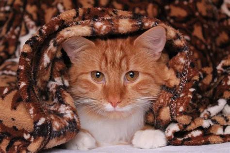 Do Cats Like Blankets These 21 Pictures Are A Clue Petskb