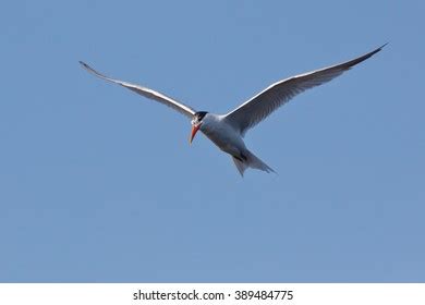 Elegant Tern Flight Stock Photo 389484775 | Shutterstock