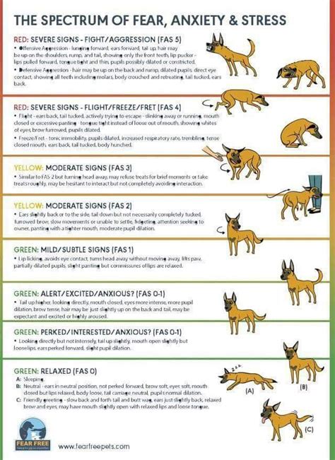 Dog Ear Positions Chart Pitbull