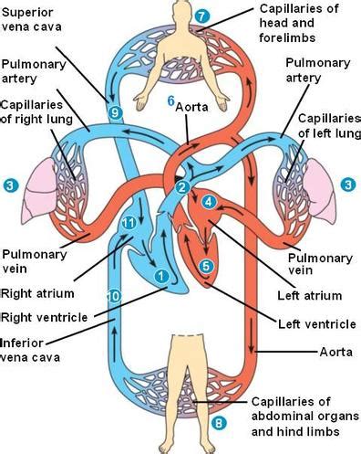 Circulatory System Mannix S Science Nerdery