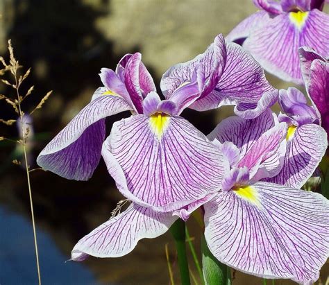 40 Facts About Irises Beautiful Flowers And Useful Plants Owlcation