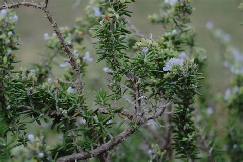 How to Grow and Care for Rosemary Plant | Plantly